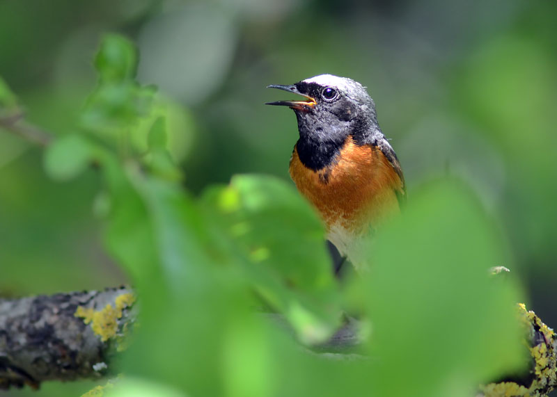 Una famiglia prolifica